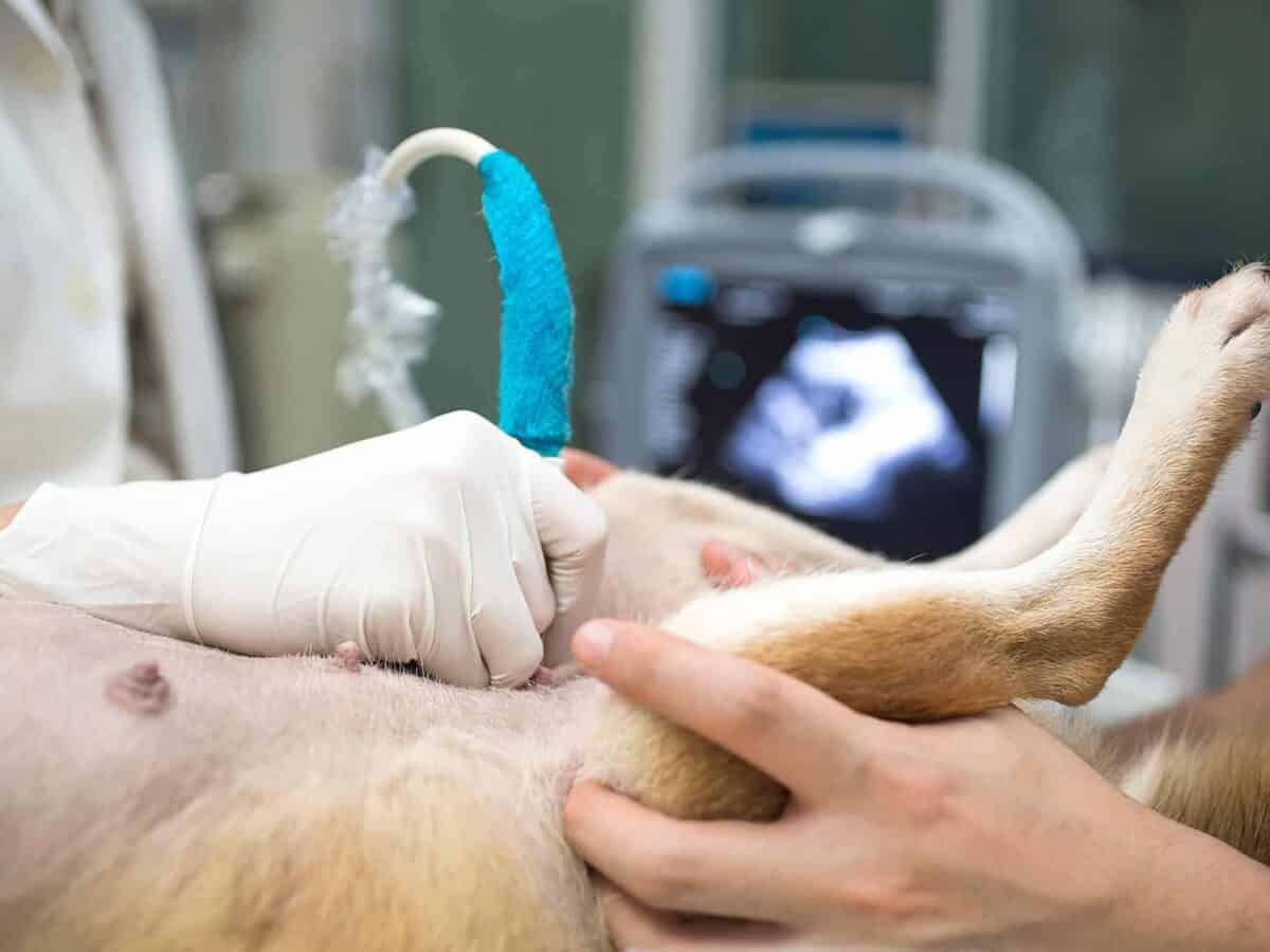 Ecografia abdominală în gestație pentru pisica sau cățelușa ta